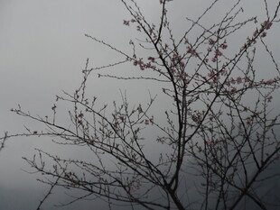 雾中孤树 枝头残果