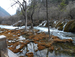 山间溪流枯树冬日景致