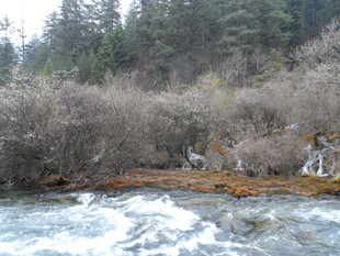 山间溪流旁的自然景致