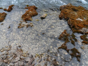 海边浅滩的褐色海藻景观
