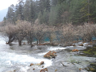 山间溪流旁的枯树景观