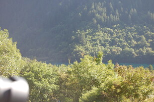 山林间的绿意景致