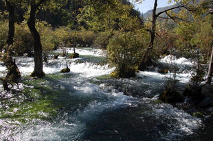 山间湍急溪流与茂密树林