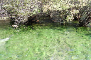 春日绿草繁花林间景致