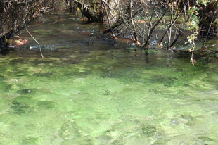 清澈绿潭中的枯木景象