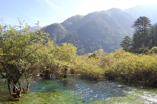 山间清澈溪流与葱郁植被