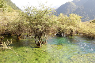 山间清澈溪流与繁茂树木