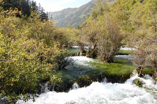 山间溪流旁的葱郁景致