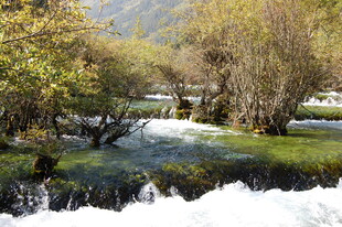 山间溪流旁的葱郁树林