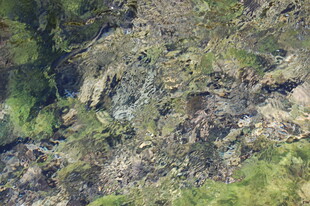 水底景象 石块与水草