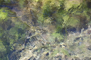 俯瞰繁茂植被景观