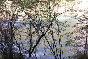 林间河畔的静谧景致