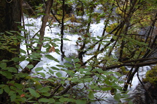 林间溪流 绿意盎然之景