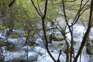 山间溪流穿林而过