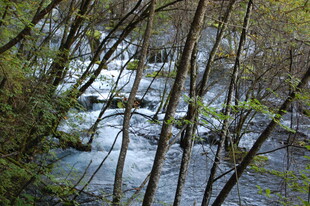 山间溪流穿林而过