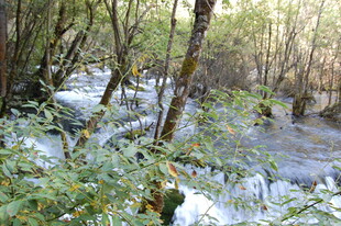 冬日林间覆雪溪流美景