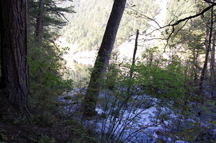 森林中的静谧溪流景观