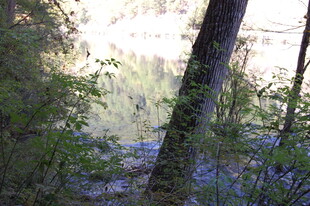 林间光影下的静谧自然景色