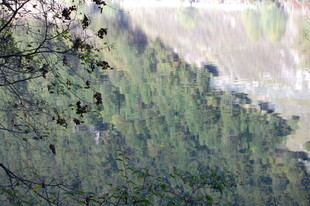 山间葱郁植被景观