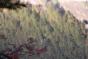 山林间的翠绿景致