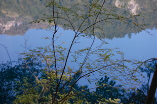 湖畔树枝与静谧湖水