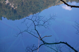 湖畔孤枝映碧水