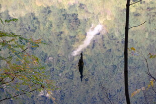 林间飞鸟与缥缈烟雾