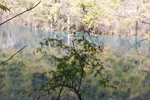 林间湖水边的绿意景致
