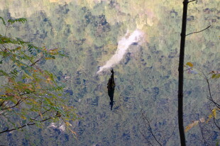 森林中飞翔的灵动飞鸟