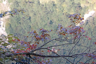 山林间多彩树枝景致