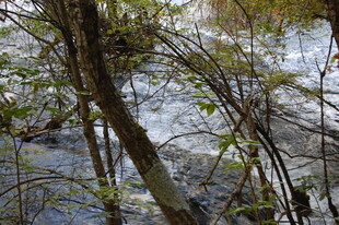 溪边繁茂植物景观