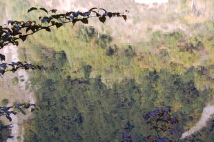 枝头飞鸟与朦胧山林景色