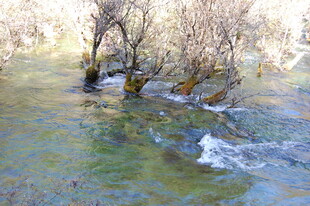 溪边枯树 流水潺潺
