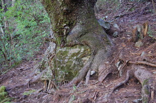 树根盘绕的自然景象