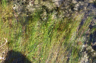 水边茂盛的绿色野草