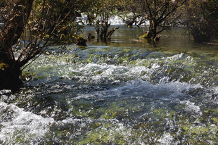 湍急溪流中的树木景观