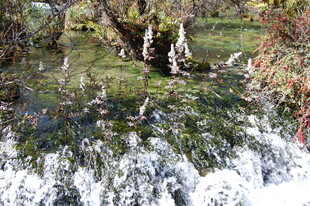 雪覆绿植 自然清新景致