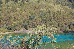 山间蓝湖旁的翠绿枝叶