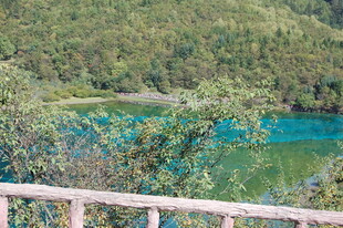 湖畔美景 绿意环绕的湖水