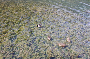 水中游弋的几只鸭子