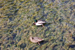 水中双鸭游弋于水草间