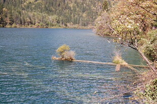 静谧湖边漂浮的枯木景观