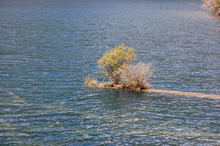 孤树傲立水中景