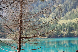 湖畔枯树与幽蓝湖水