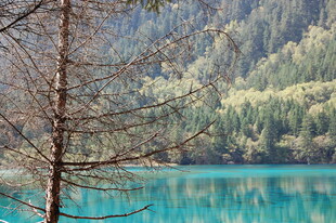 湖畔枯树与翠绿山林美景