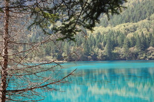 梦幻蓝湖旁的森林景致
