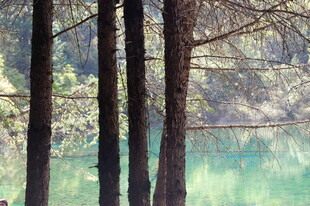 林间湖畔 静谧自然景致