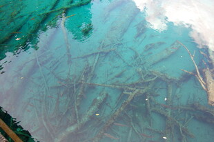 清澈水下的杂乱树枝