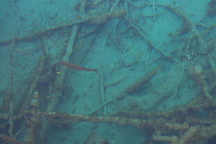 海底沉船残骸景象