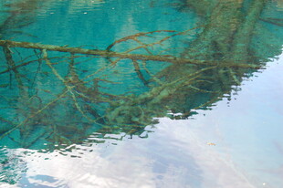 清澈水底的交错树枝